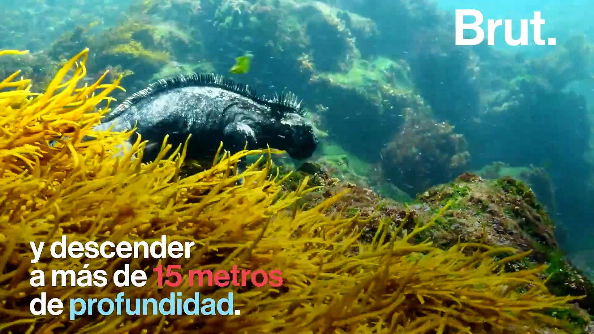 Así evolucionó la iguana marina para sobrevivir
