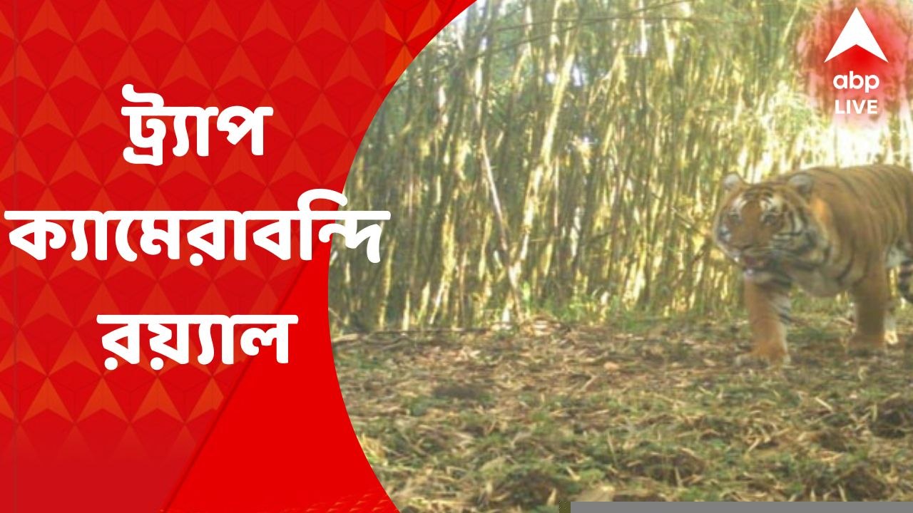 Royal Bengal Tiger: ফের নেওড়াভ্যালির জঙ্গলে দেখা মিলল রয়্যাল বেঙ্গল টাইগারের। Bangla News