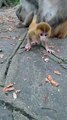 Baby monkey cute animals 54