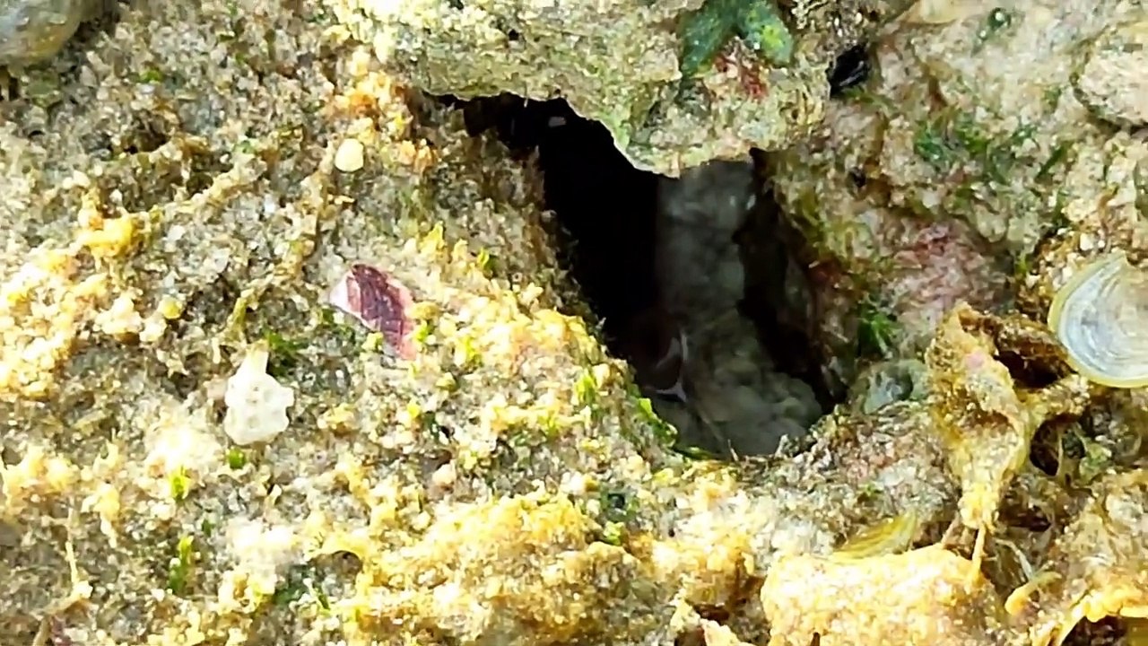 Banyak hewan mahal Telur sotong & Ikan, Gurita yang terjebak saat air surut