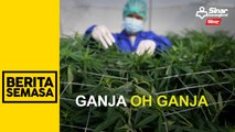 Ganja 'halal', Malaysia 'ghairah'