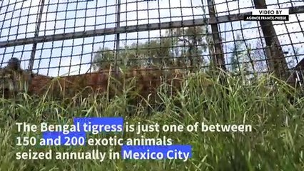 Big cats turned pets find new lease of life in Mexico