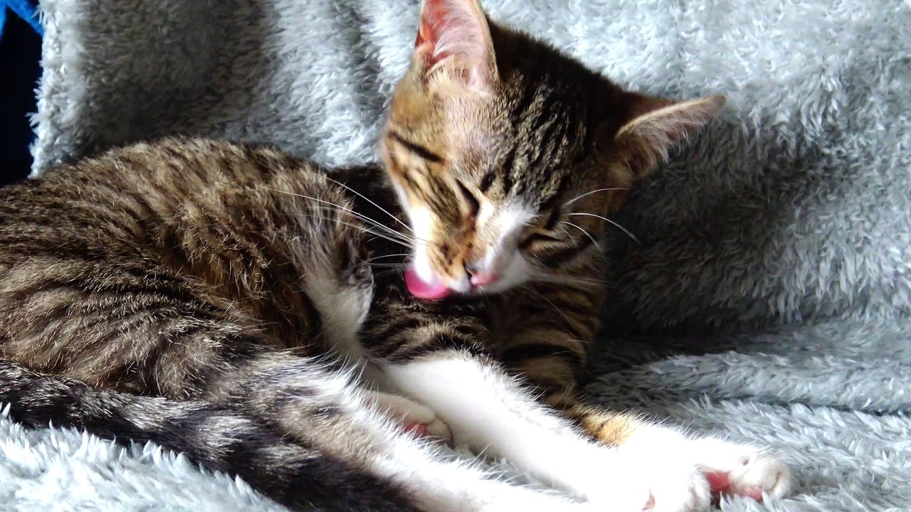 Cat Grooming Time