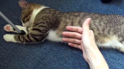 Cute Kitten Loves Sleeping on the Floor