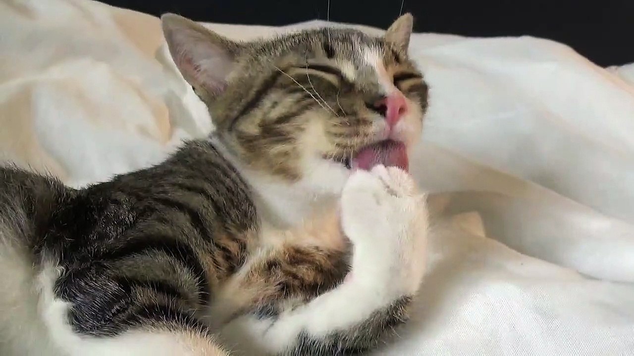 Paws Must Be Washed Before Dinner