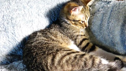 Well Behaved Small Cat Sleeps in a Corner