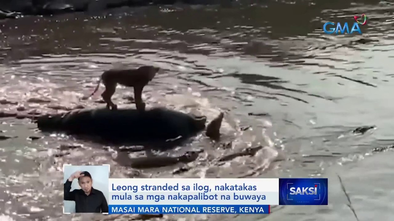 Leong stranded sa ilog, nakatakas mula sa mga nakapalibot na buwaya | Saksi