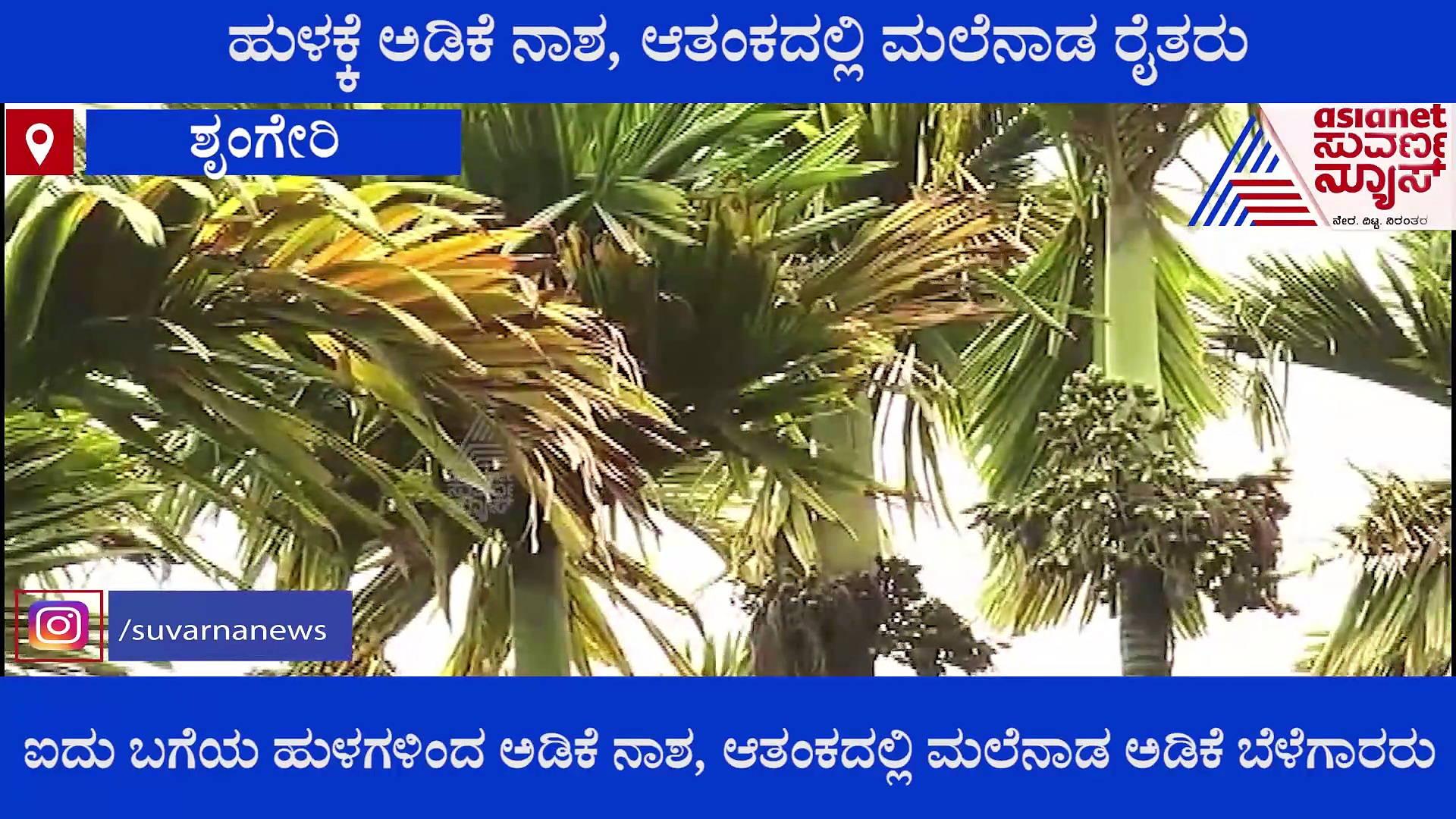 ಅಡಿಕೆಗೆ ಎಲೆ ಚುಕ್ಕಿ ರೋಗ, ಇಡೀ ಮರವೇ ನಾಶ,  ಆತಂಕದಲ್ಲಿ ಮಲೆನಾಡ ರೈತರು