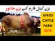 Afridi Cattle Farm 2019 - Sohrab Goth Cow Mandi Karachi