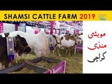Shamsi Cattle Farm Collection 2019 - Sohrab Goth Maweshi Mandi 2019