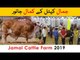 Jamaal Cattle Farm 2019 - in Sohrab Goth Maweshi Mandi Karachi