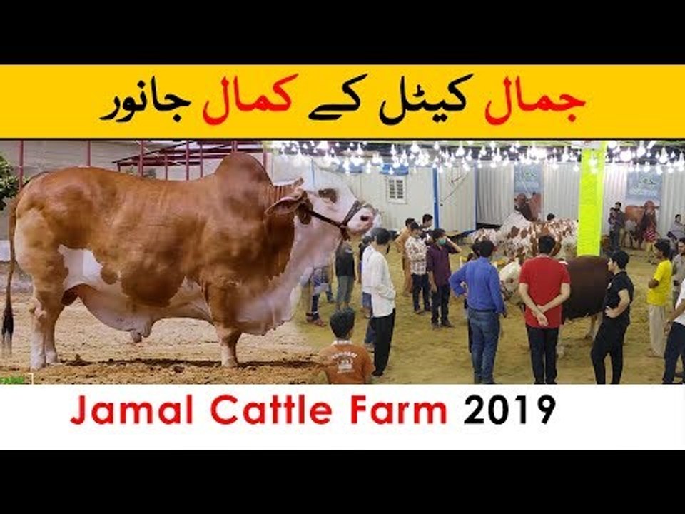Jamaal Cattle Farm 2019 - in Sohrab Goth Maweshi Mandi Karachi