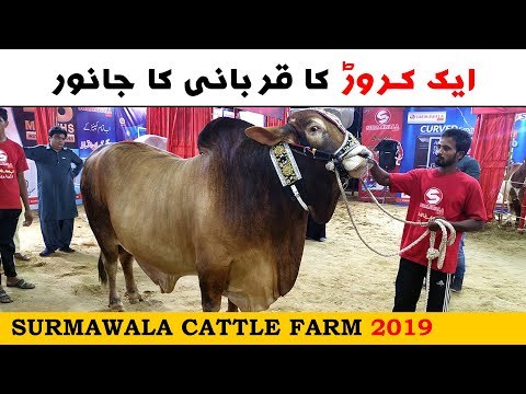 Surmawala Cattle Farm 2019 - Sohrab Goth Cow Mandi Karachi