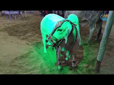 Sohrab Goth Cow Mandi 31 July 2019 Beautiful Unique cow