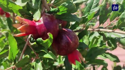 قصة نجاح في البترا.. مواطنون يحولون أرضا قاحلة إلى واحة منتجة