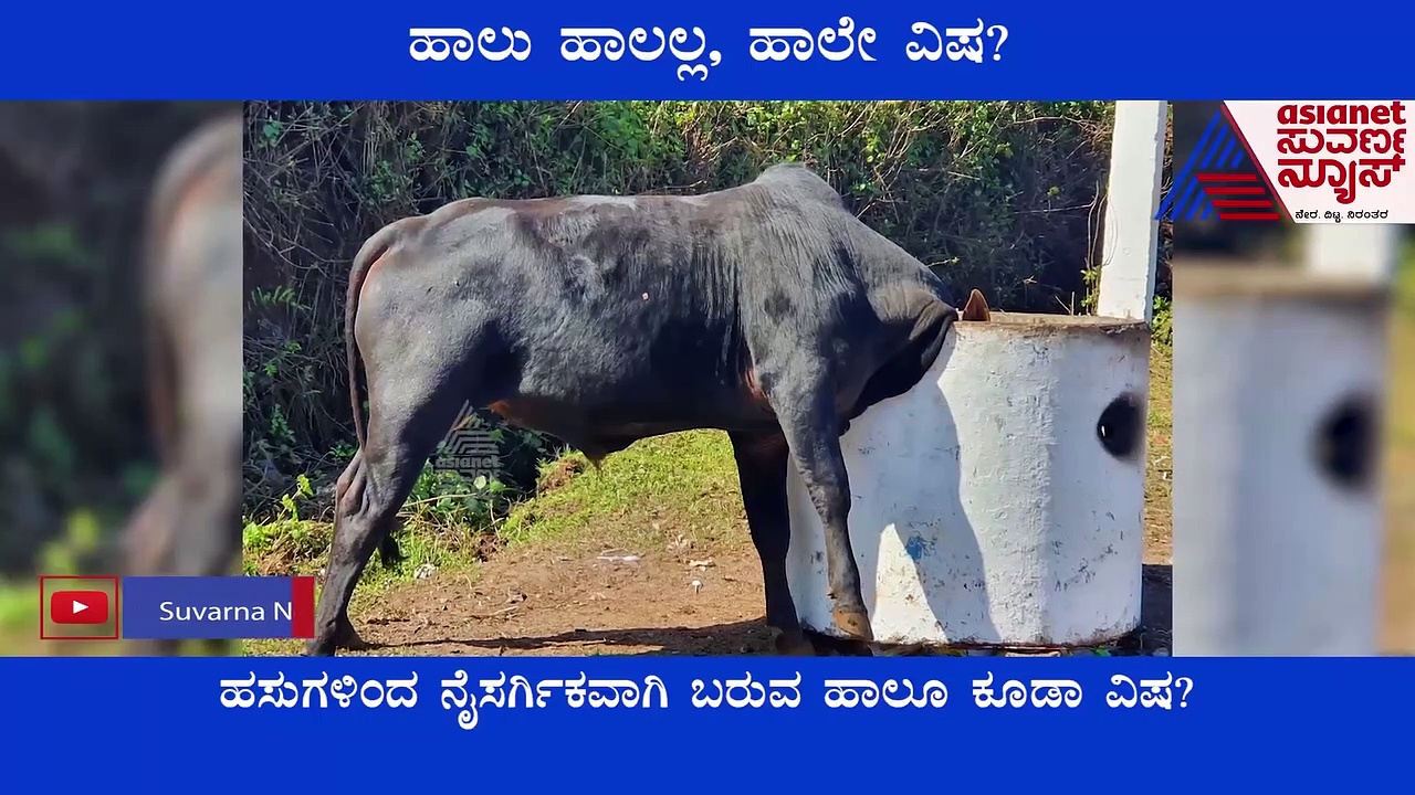 Contaminated Milk: ಇದೇನು ಹಾಲೋ, ಹಾಲಾಹಲವೋ?