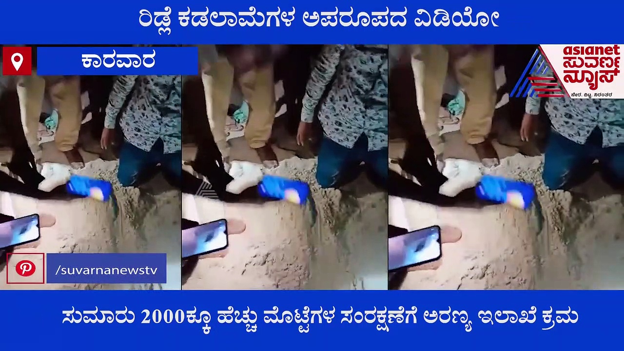 Karwar: ರಿಡ್ಲೆ ಕಡಲಾಮೆಗಳ ಅಪರೂಪದ ವಿಡಿಯೋ ಕ್ಯಾಮೆರಾದಲ್ಲಿ ಸೆರೆ