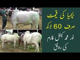 Noor Muhammad Cattle Farm | Australian Cow in Pakistan | Karachi Mandi 2021 | Maweshi Mandi 2021