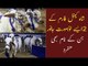 Karachi Gaye Mandi | Shah Cattle Farm 2021 Collection |  Cow Mandi Sohrab Goth | Bakra Mandi