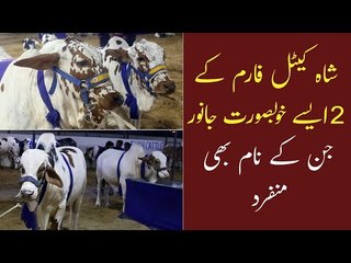 Скачать видео: Karachi Gaye Mandi | Shah Cattle Farm 2021 Collection |  Cow Mandi Sohrab Goth | Bakra Mandi