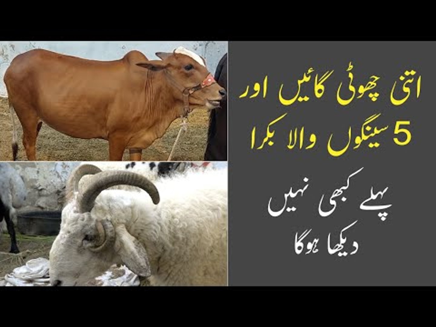 Eid Ul Adha Qurbani Dumba Eid Ul Adha Qurbani Dumba Berita Jakarta