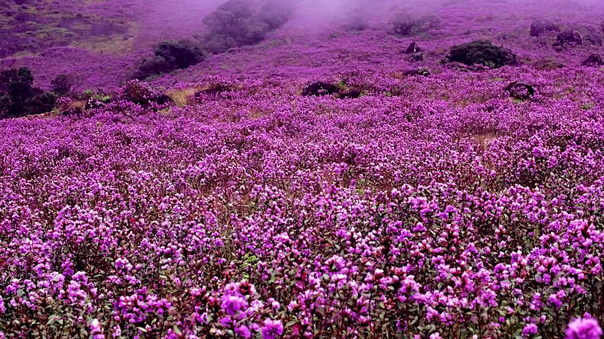 ദക്ഷിണ ഇന്ത്യയിലെ പ്രശസ്തമായ ഹില്‍ സേറ്റേഷനുകള്‍ ഇവയൊക്കെയാണ്