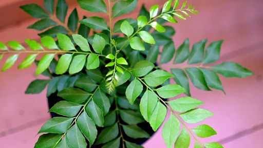 നരച്ച മുടിയാണോ നിങ്ങളുടെ പ്രശ്‌നം? പരിഹാരം വീട്ടില്‍ത്തന്നെയുണ്ട്..