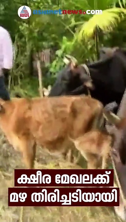 മണ്ണടിഞ്ഞ് കന്നുകാലികള്‍,വൈക്കോലും കാലിത്തീറ്റയും മഴയെടുത്തു; കരകയറാന്‍ മില്‍മ