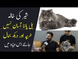 Persian Cat Price in Pakistan | Animal Planet PK | Cat Breeds | Triple Coated Persian Cats