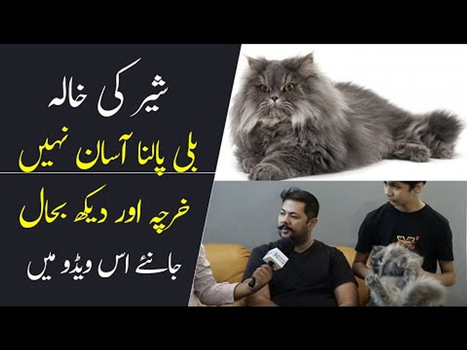 Persian Cat Price in Pakistan | Animal Planet PK | Cat Breeds | Triple Coated Persian Cats