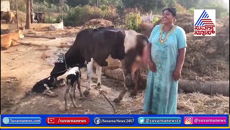 ಅವಳಿ ಕರುಗಳಿಗೆ ಜನ್ಮ ನೀಡಿದ ಗೋಮಾತೆ; ಇಲ್ಲಿದೆ ವಿಡಿಯೋ..!