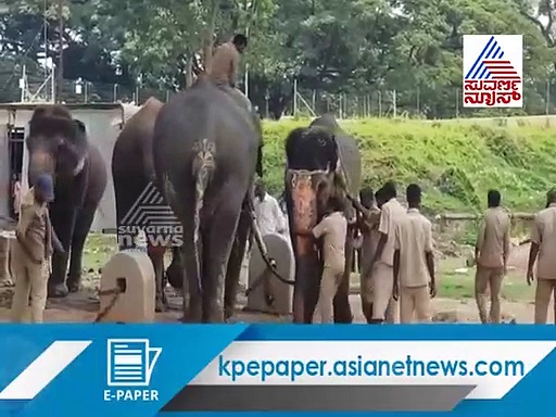 Video: ನಾನು ಇಲ್ಲಿಂದ ಹೋಗಲ್ಲ ಬಿಟ್ಟುಬಿಡಿ..! ಚೈನ್ ಕಿತ್ತುಕೊಂಡು ಓಡಿದ ಲಕ್ಷ್ಮೀ ಆನೆ!