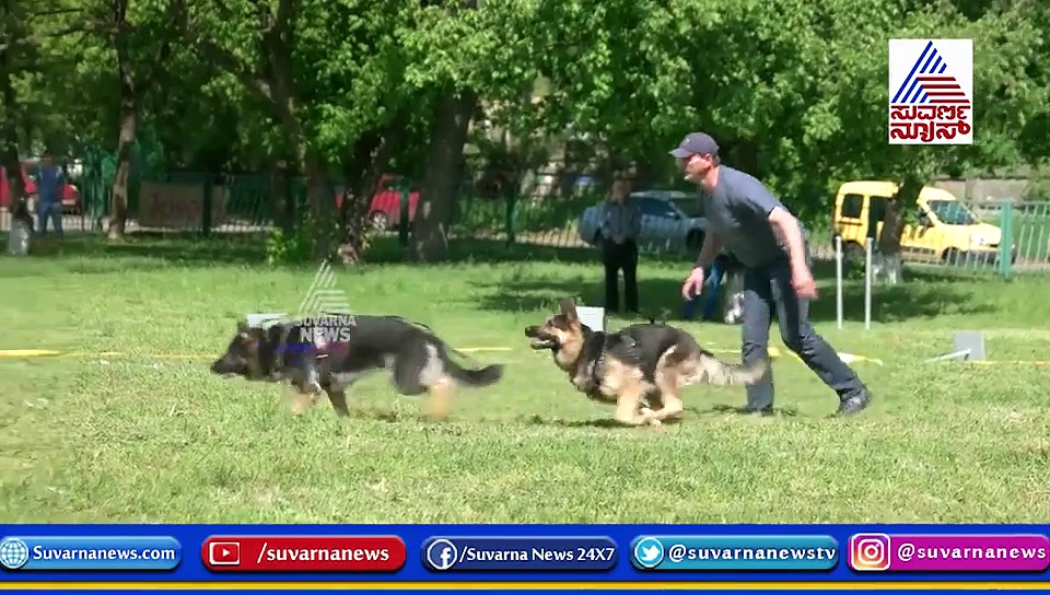 ನೀವು ಸಾಕೋ ನಾಯಿ ಬಗ್ಗೆ ನಿಮಗೆಷ್ಟು ಗೊತ್ತು...