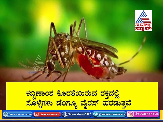 ಡೆಂಗ್ಯೂ ಹರಡಲು ಮತ್ತೊಂದು ಕಾರಣ ಪತ್ತೆ! ನಿಮ್ಮ ದೇಹದಲ್ಲಿ ಬೇಡ ಇವುಗಳ ಕೊರತೆ