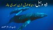 The Blue Whale Documentary | Humpback Whale | Blue Whale Found At Charna Island