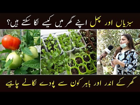 How to Grow Vegetables and Fruits Plants at Home | Home Gardening