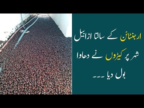 Argentinian Town Suddenly Infested with Beetles | Bugs Attack on Santa Isabel