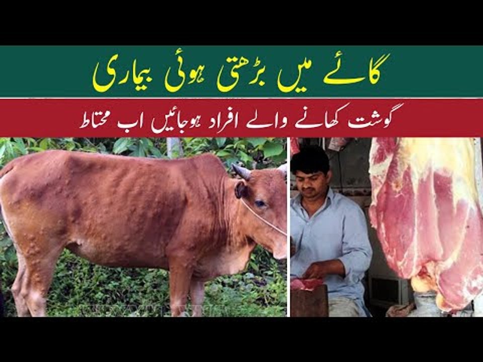 Lumpy Skin Disease in Cattle | Janwaron Main Bimari  | Viral Infection In Cows