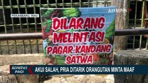 Mengaku Salah, Pria yang Ditarik Orangutan di Kebun Binatang Kasang Kulim Minta Maaf