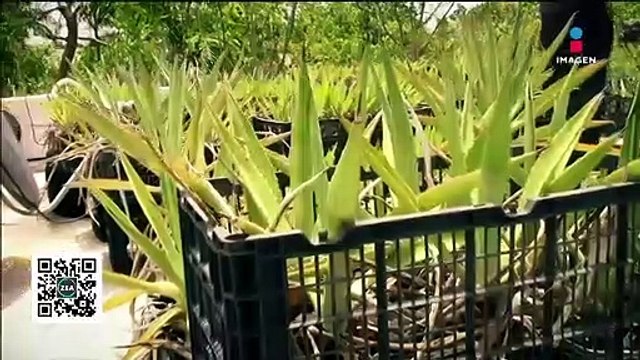 Joven emprendedor combate el calor en Yucatán techos verdes