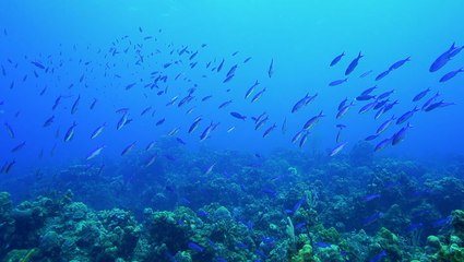 The state of our oceans on World Oceans Day