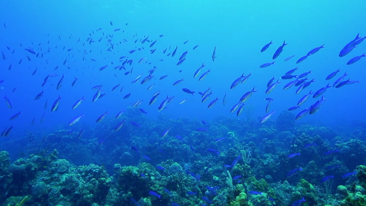 The state of our oceans on World Oceans Day