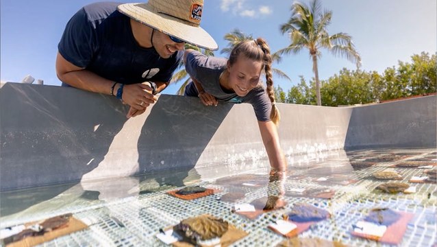 Survey: How the ‘rainforest of the sea’ protects us from hurricanes
