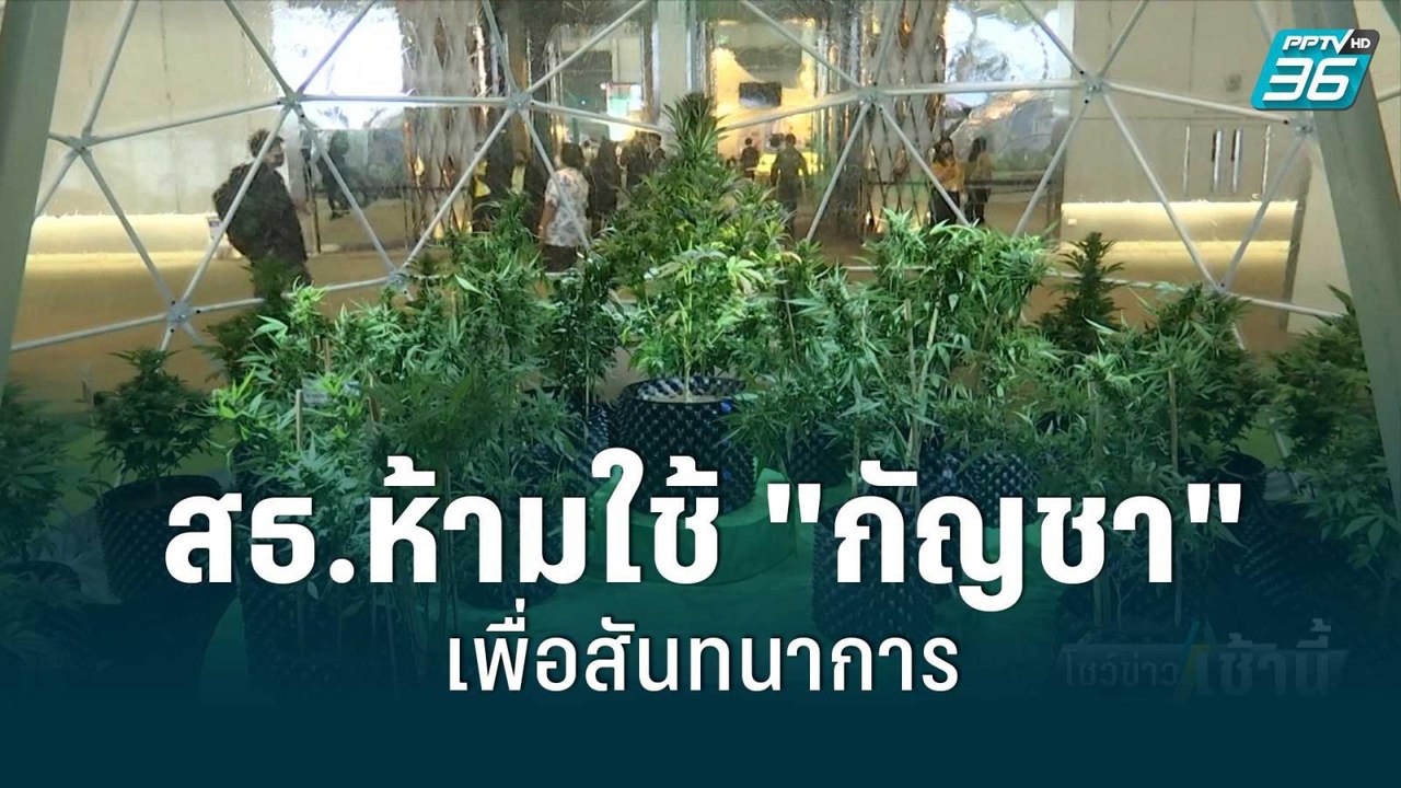 สธ.ห้ามใช้ "กัญชา" เพื่อสันทนาการ | โชว์ข่าวเช้...