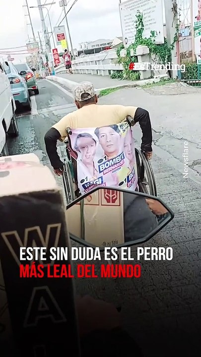 Lealtad pura: perro mascota ayuda a su dueño en silla de ruedas a subir un puente