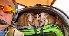 États-unis : l'incroyable histoire de ce pilote qui vole au secours de chiens abandonnés