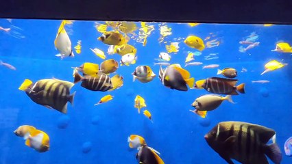 BEST THINGS TO DO IWAKI CITY FUKUSHIMA JAPAN