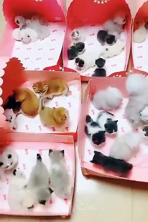 Cats Funny Moments