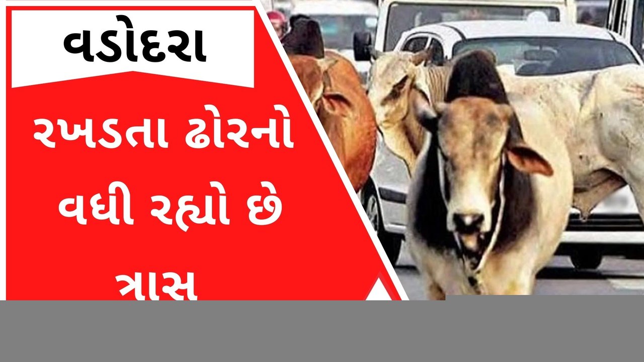 Vadodara: PM મોદીના કાર્યક્રમ સ્થળ નજીક રખડતા ઢ...