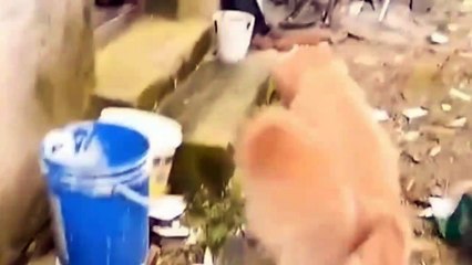 VIDIO lucu terbaru